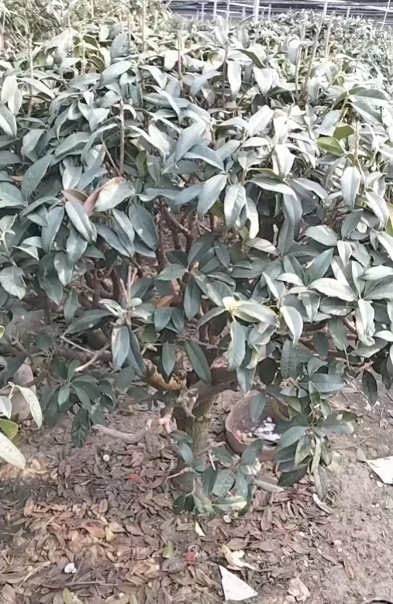 桂花树有需要的可以联系我，***信sshou1314520