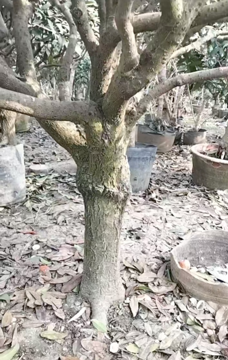 桂花树有需要的可以联系我，***信sshou1314520