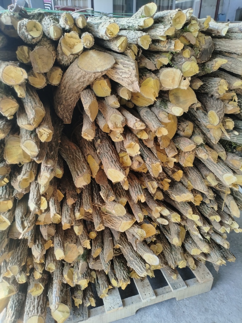 黄连十大功劳，长期鲜货出售，多规格尺寸，量大从优。