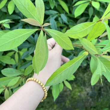 楠木苗