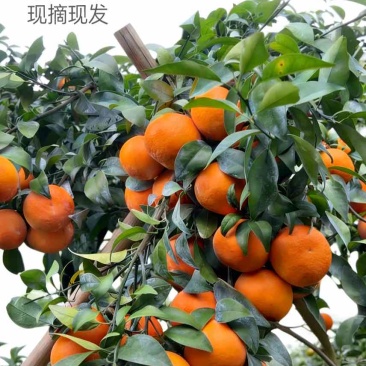 自家种植的正宗广西沃柑柑橘橘子新鲜薄皮桔子现摘当季批发直发