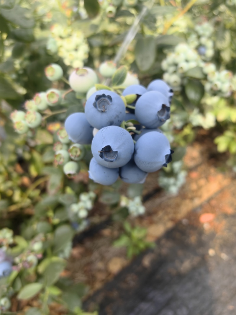 山东沂南县蓝莓