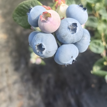 山东沂南县蓝莓