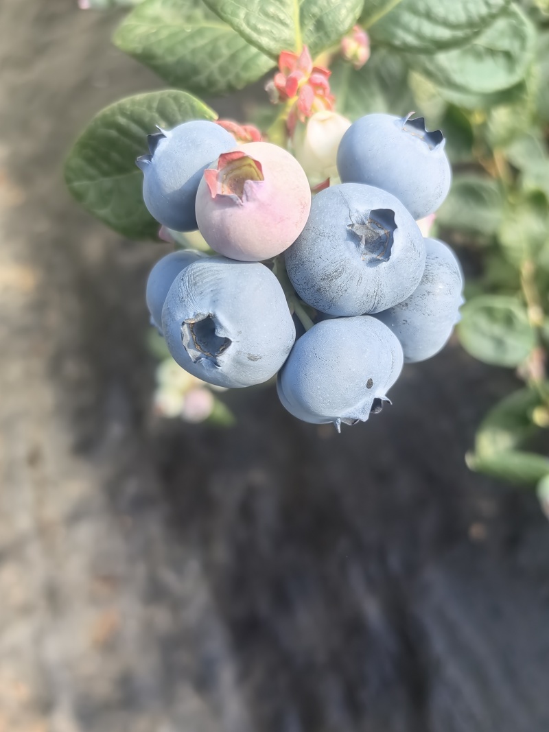 山东沂南县蓝莓