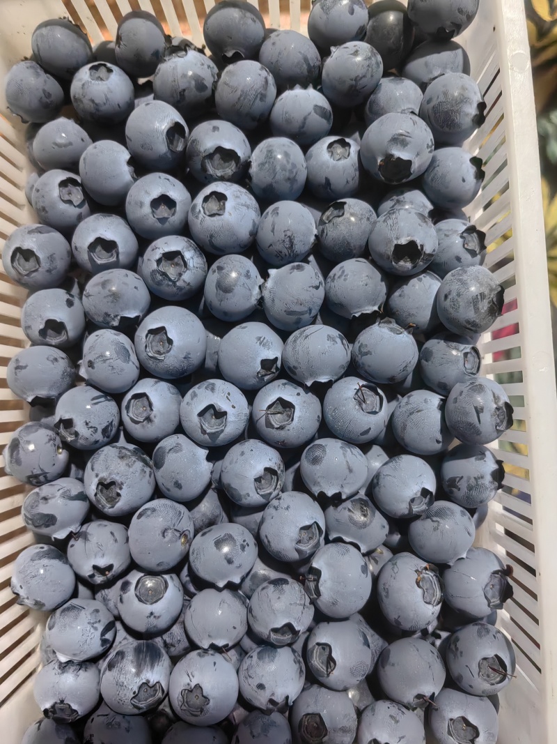 山东沂南县蓝莓