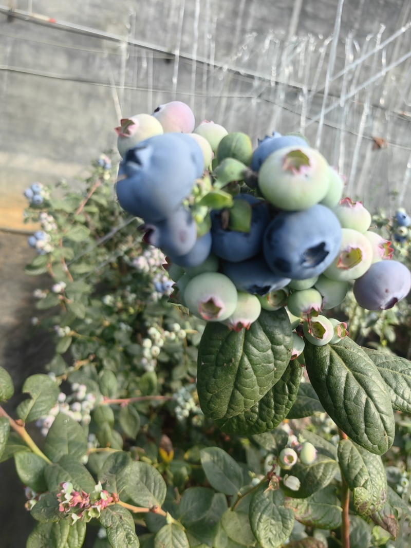 山东沂南县蓝莓