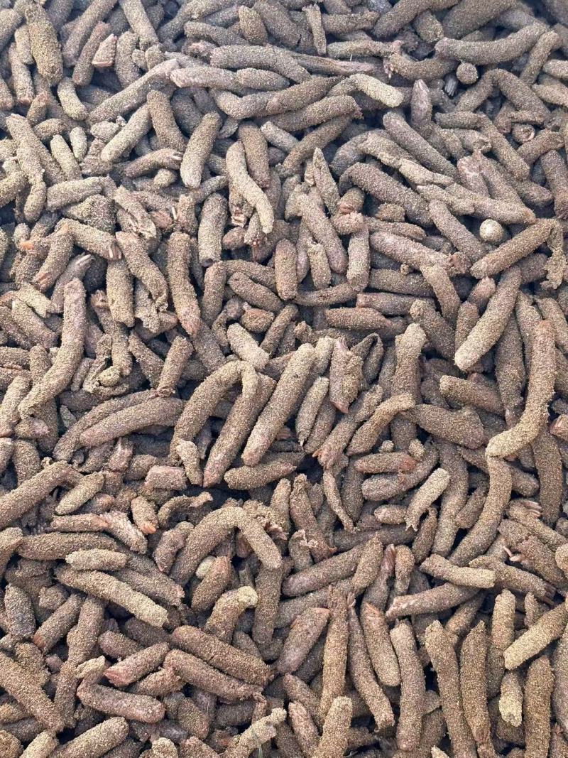 新鲜蚂蚱卵无土蚂蚱卵出苗率高蝗虫新鲜卵
