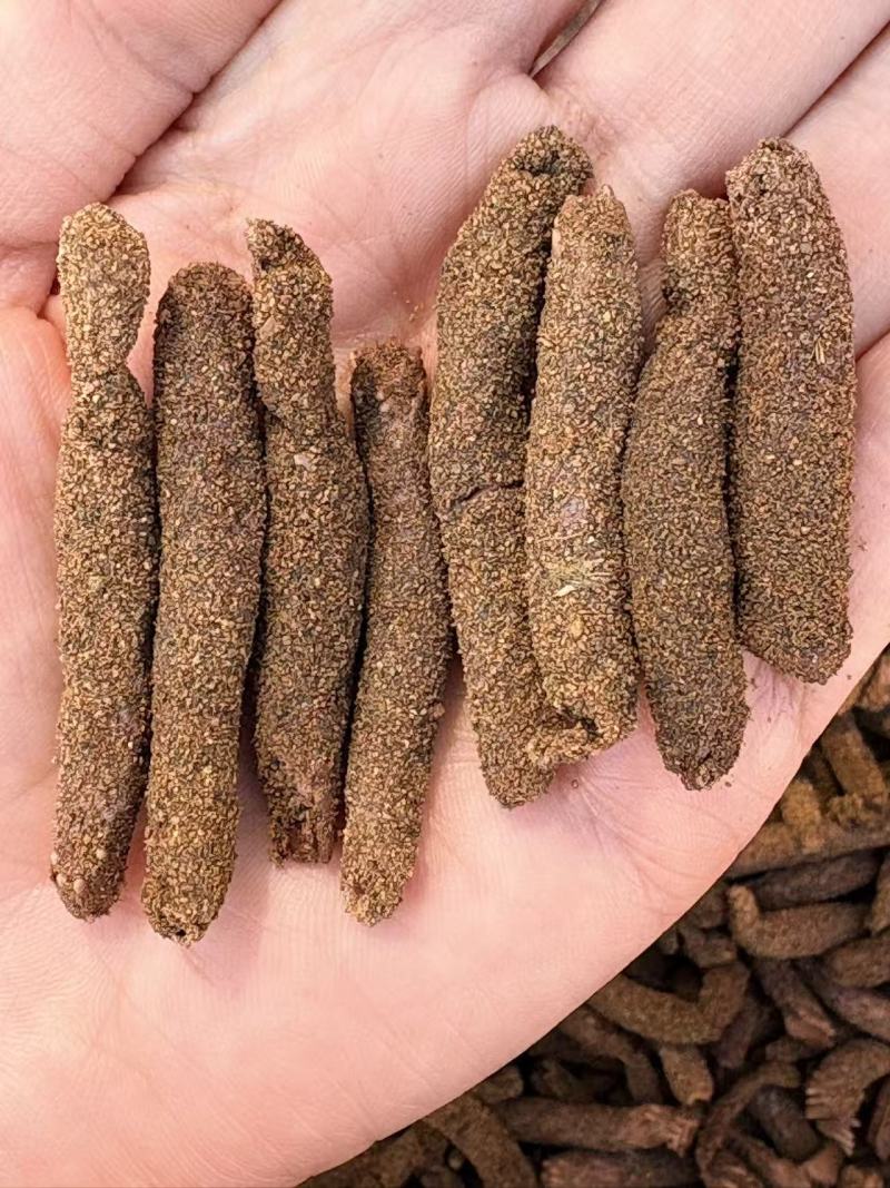 新鲜蚂蚱卵无土蚂蚱卵出苗率高蝗虫新鲜卵