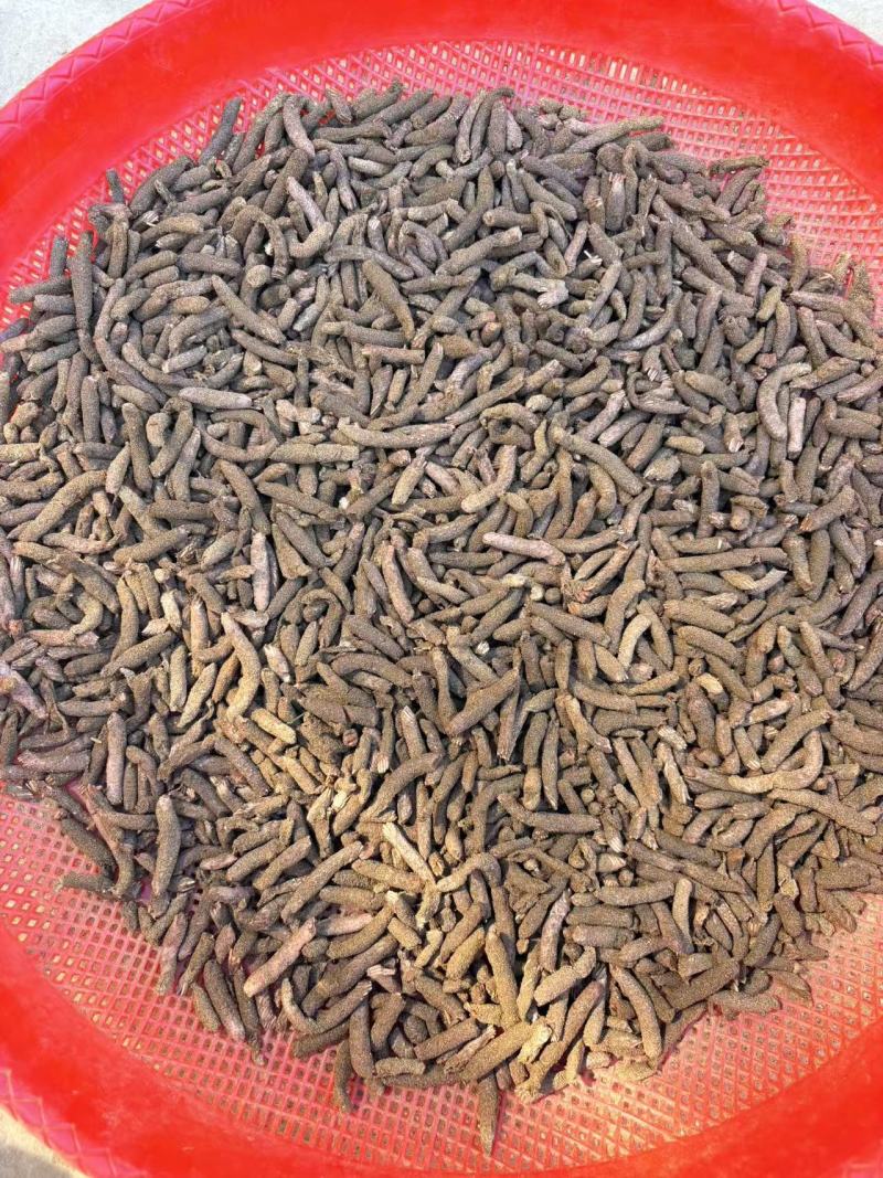 新鲜蚂蚱卵无土蚂蚱卵出苗率高蝗虫新鲜卵