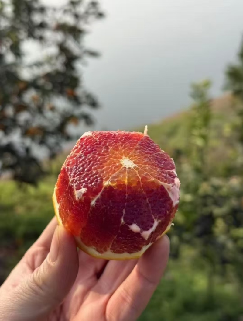 长寿湖桖挤