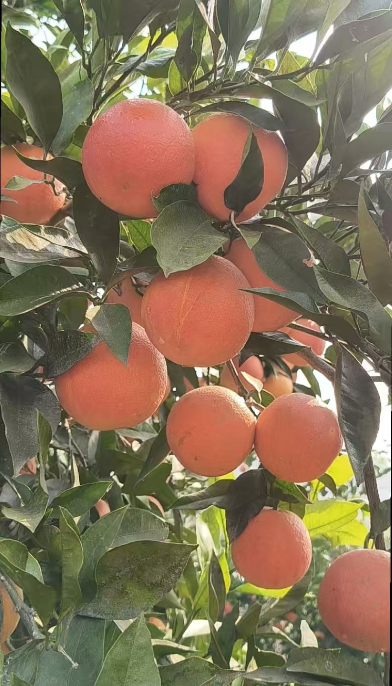 长寿湖桖挤