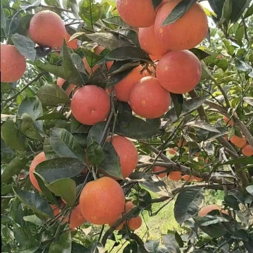 长寿湖桖挤