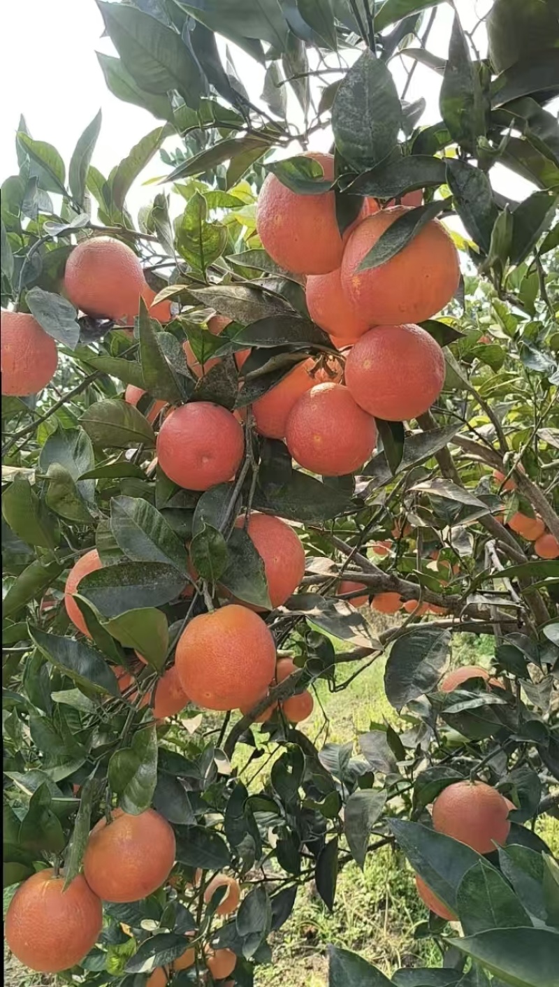 长寿湖桖挤