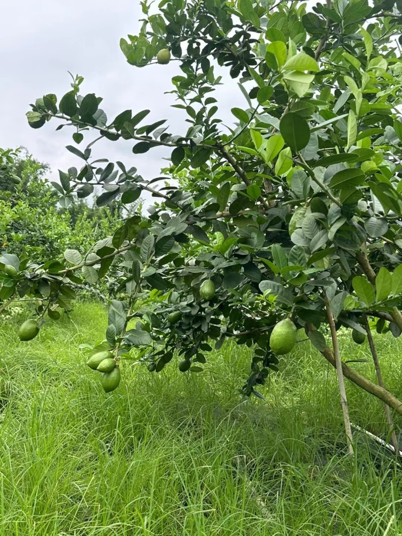 广东无籽香水柠檬