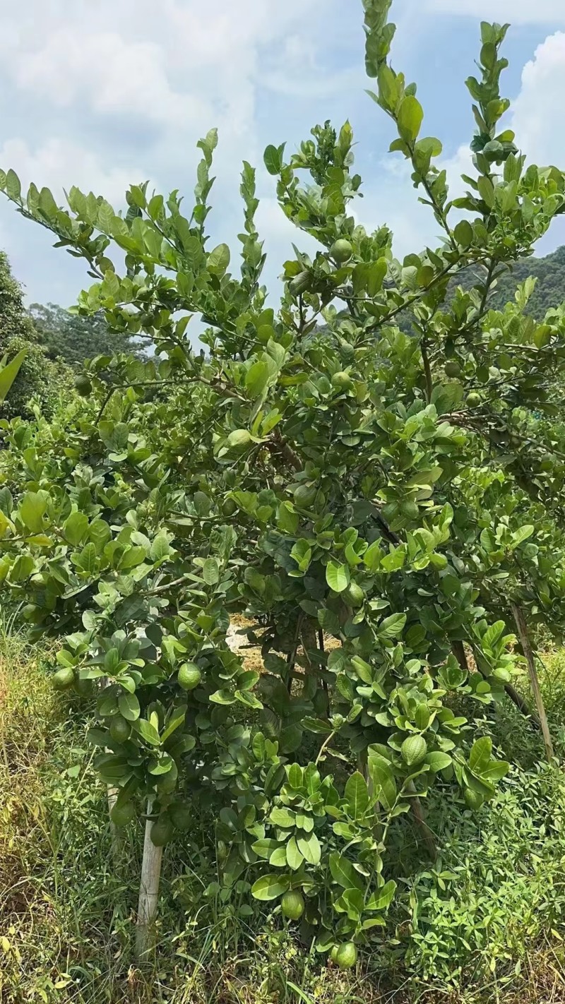广东无籽香水柠檬