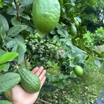广东无籽香水柠檬