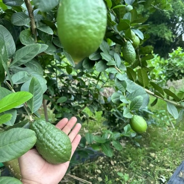 广东无籽香水柠檬