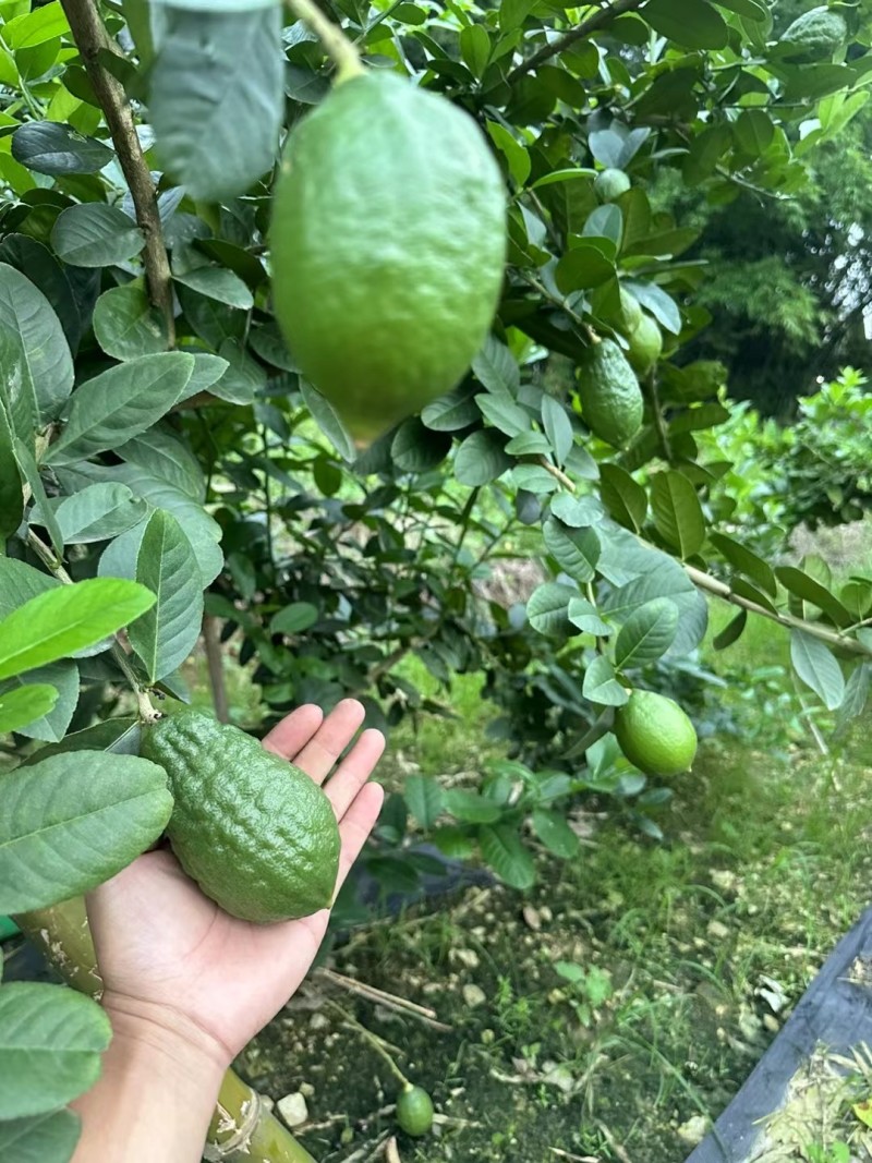广东无籽香水柠檬