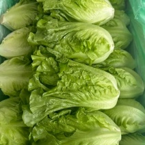 生菜
