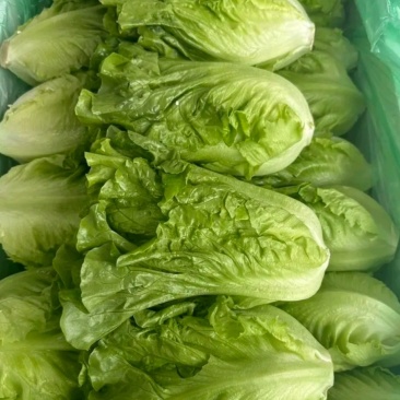 生菜