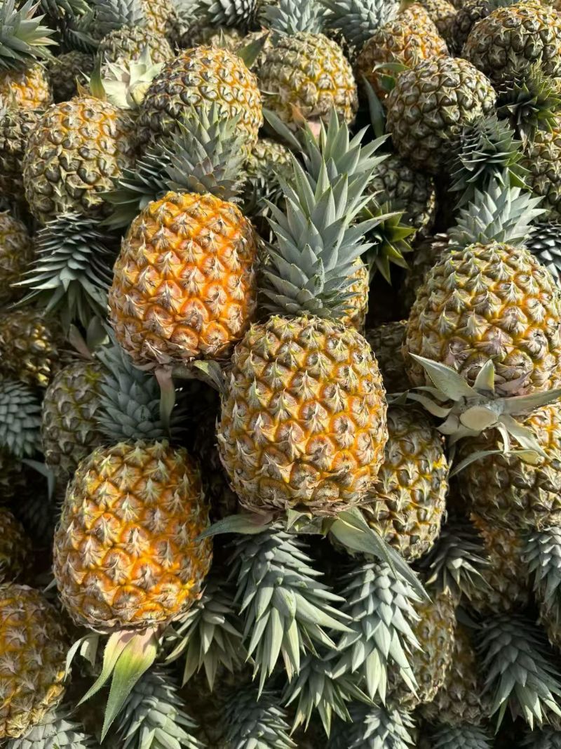 金钻十七号凤梨