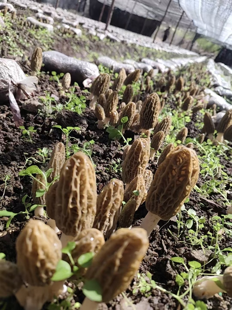 高山羊肚菌