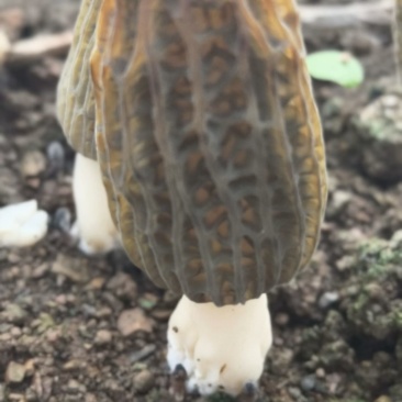 高山羊肚菌