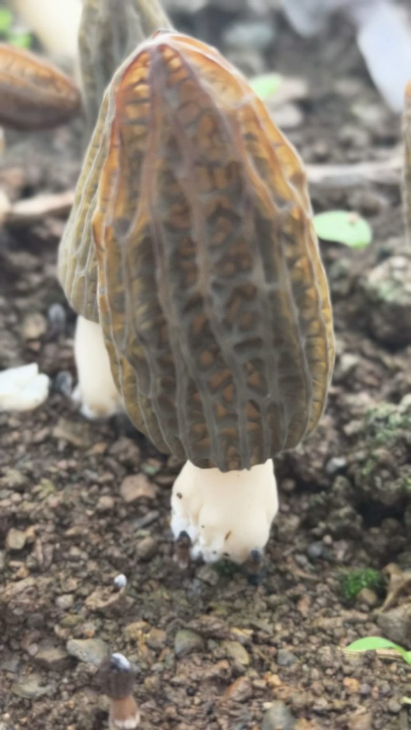 高山羊肚菌