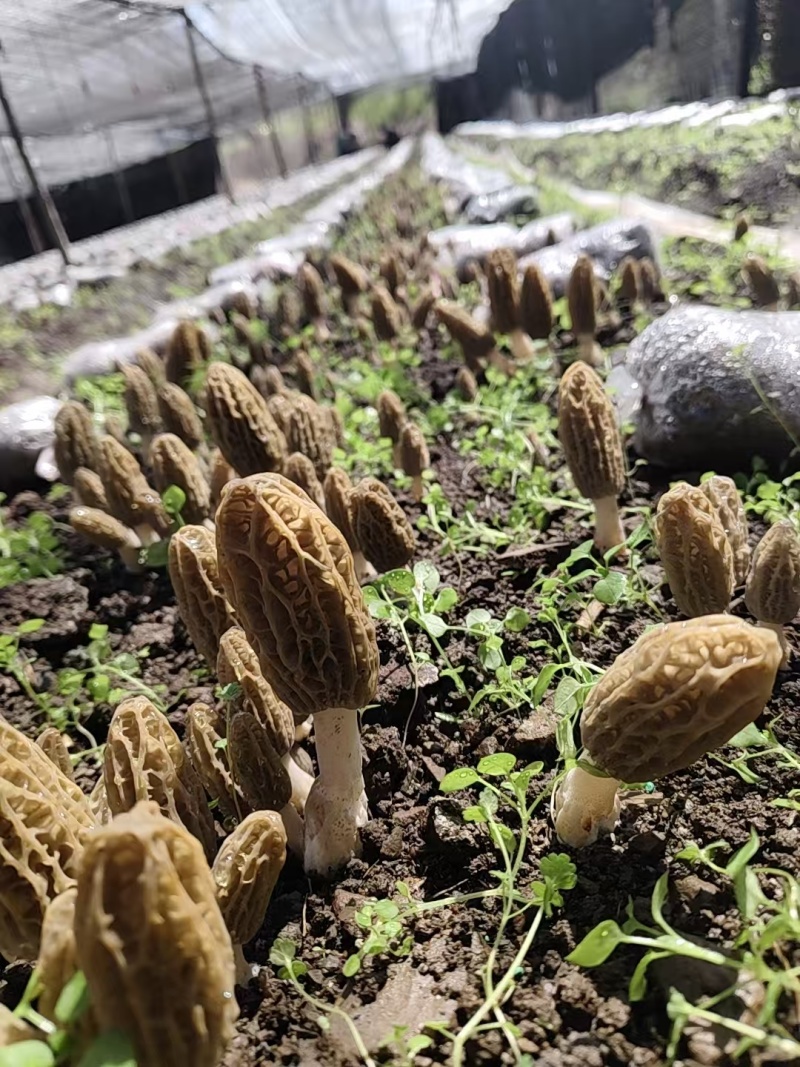 高山羊肚菌