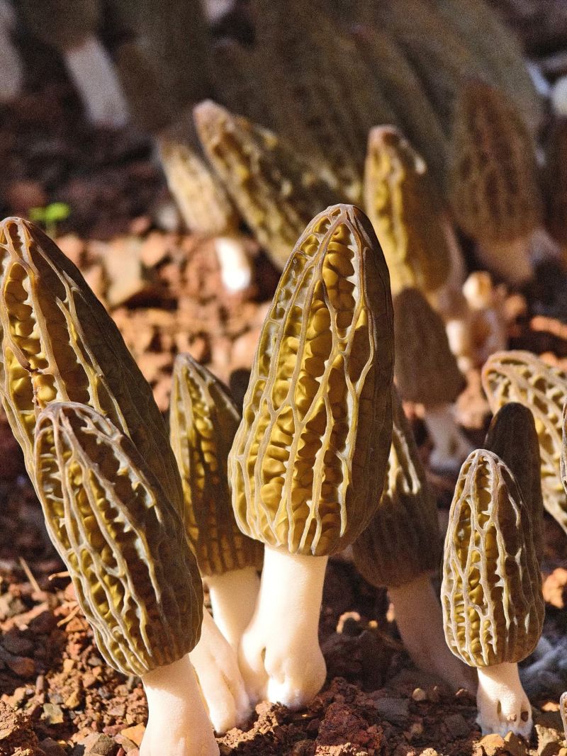 高山羊肚菌