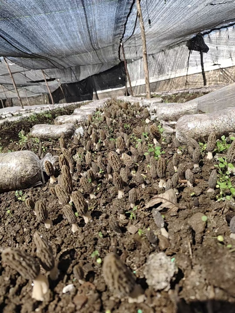 高山羊肚菌