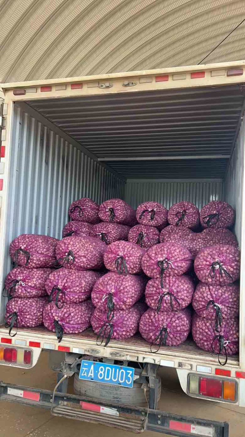 云南独头蒜，紫皮大蒜，新鲜蒜。蒜头批发零售，电商市场整车走货