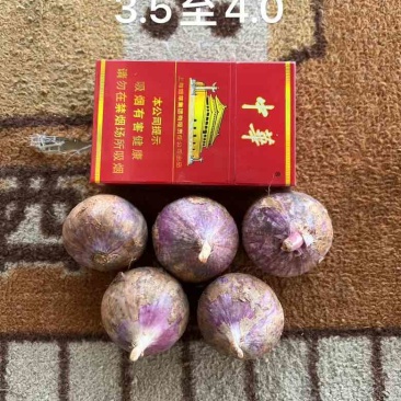 云南独头蒜，紫皮大蒜，新鲜蒜。蒜头批发零售，电商市场整车走货