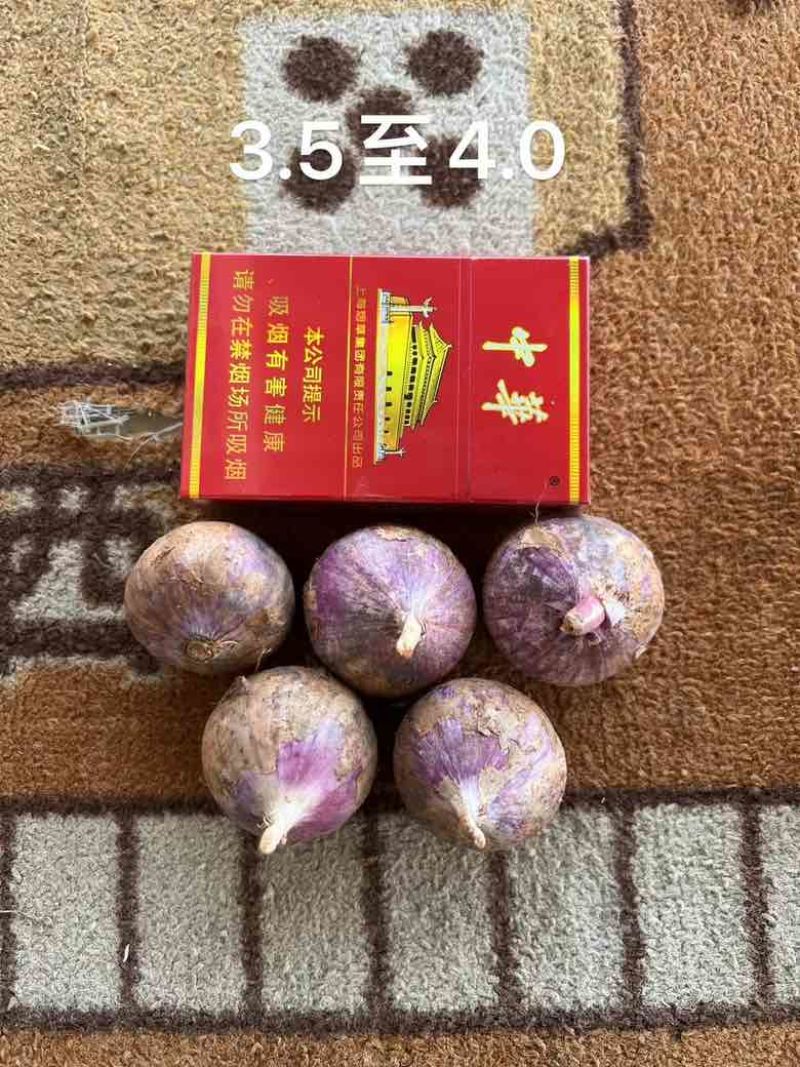 云南独头蒜，紫皮大蒜，新鲜蒜。蒜头批发零售，电商市场整车走货