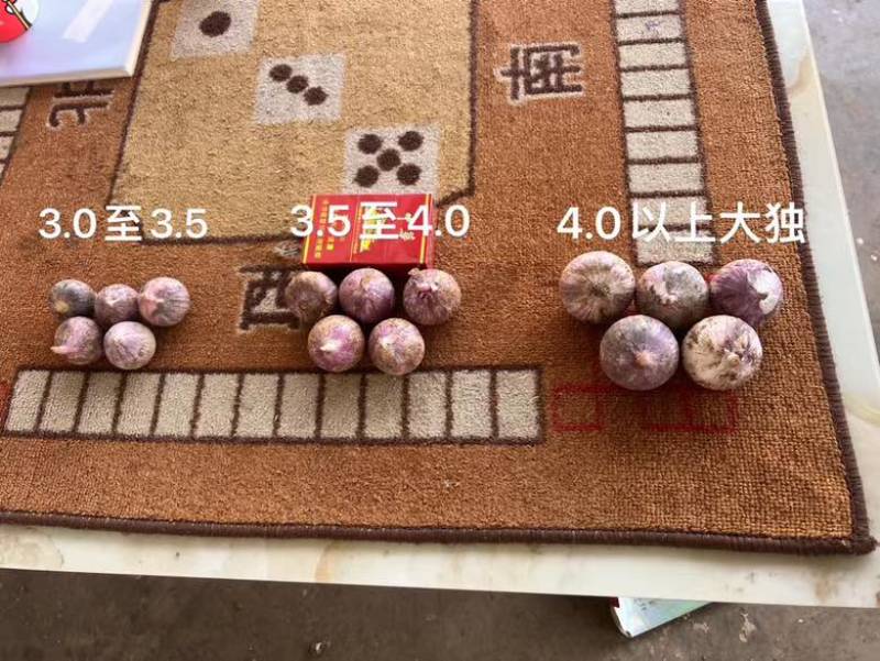 云南独头蒜，紫皮大蒜，新鲜蒜。蒜头批发零售，电商市场整车走货