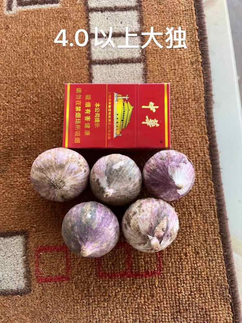 云南独头蒜，紫皮大蒜，新鲜蒜。蒜头批发零售，电商市场整车走货