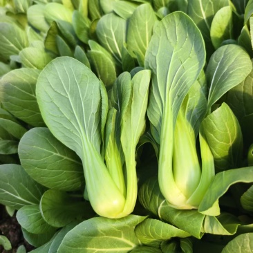 油菜