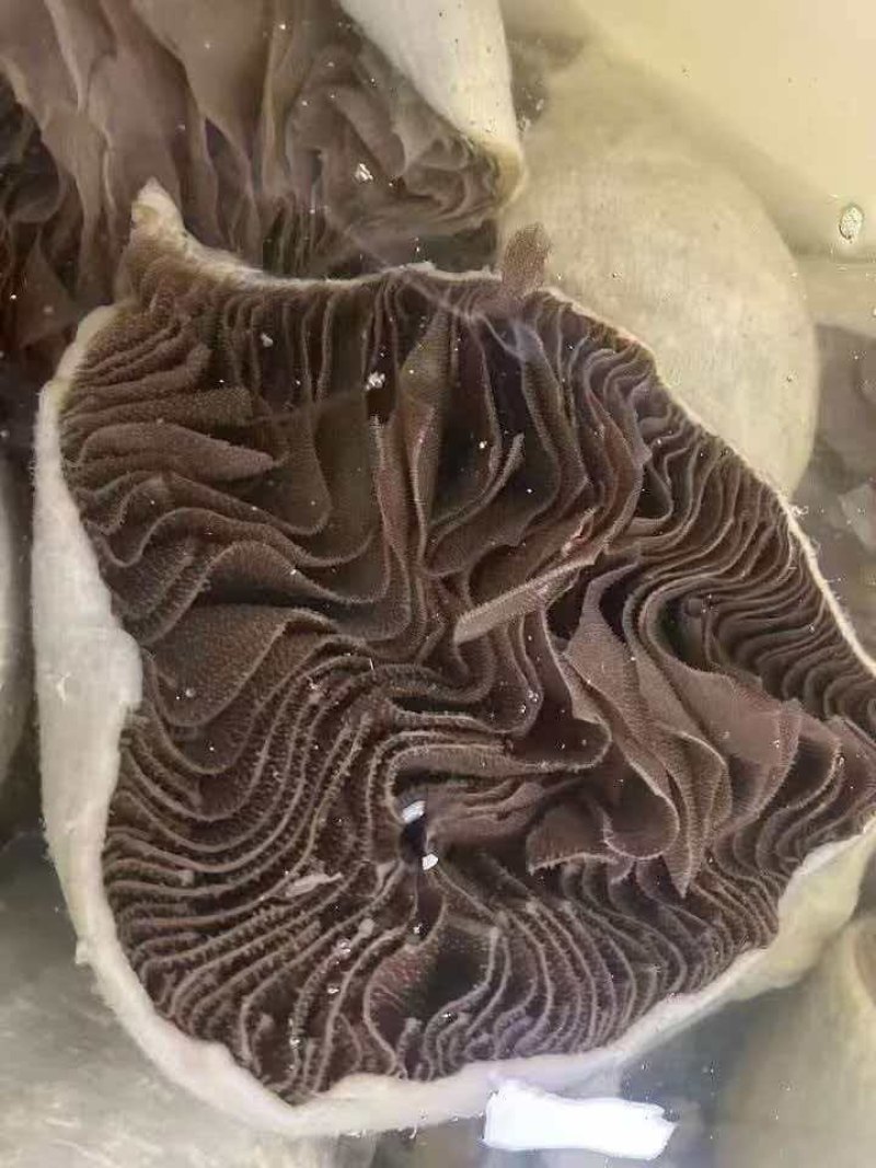 整肚ABC
