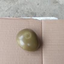 江西抚动物羊宝