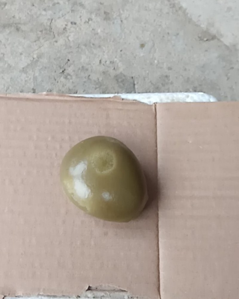 江西抚动物羊宝