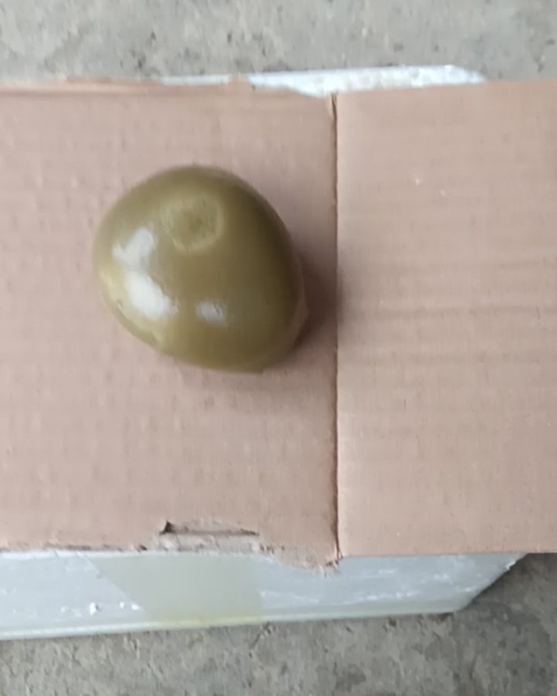 江西抚动物羊宝