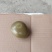 江西抚动物羊宝