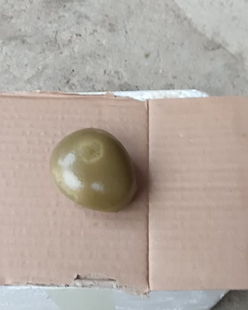 江西抚动物羊宝