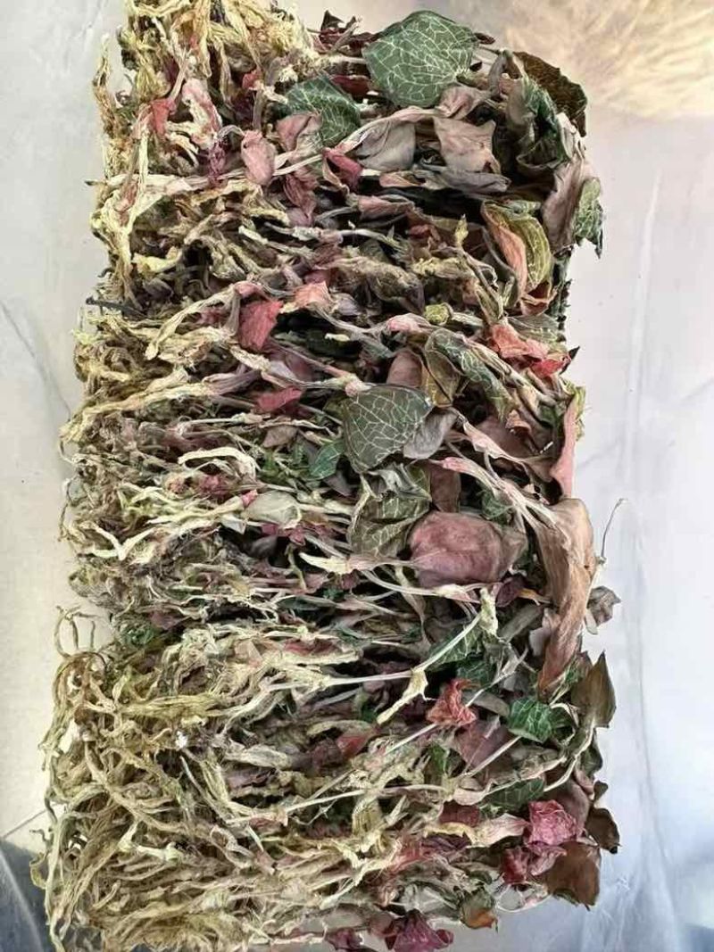 金线莲一盒一斤福建大圆叶台湾红霞无碎