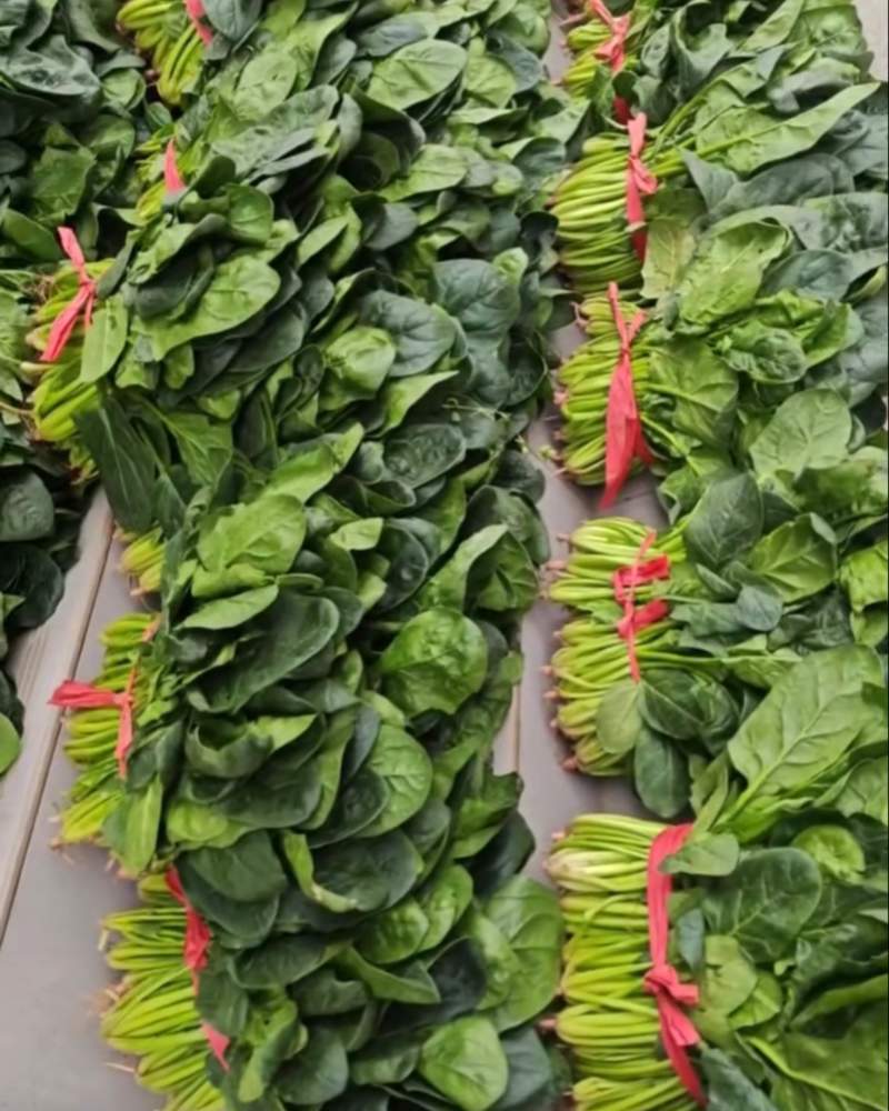 菠菜