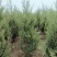 蜀桧1米5量大需要联系
