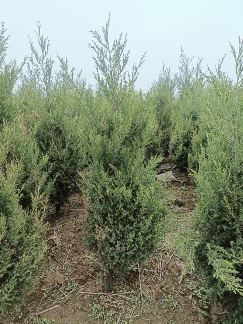 蜀桧1米5量大需要联系