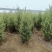 蜀桧1米5量大需要联系