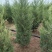 蜀桧1米5量大需要联系