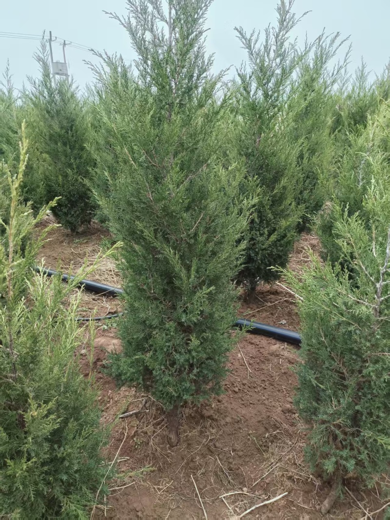 蜀桧1米5量大需要联系